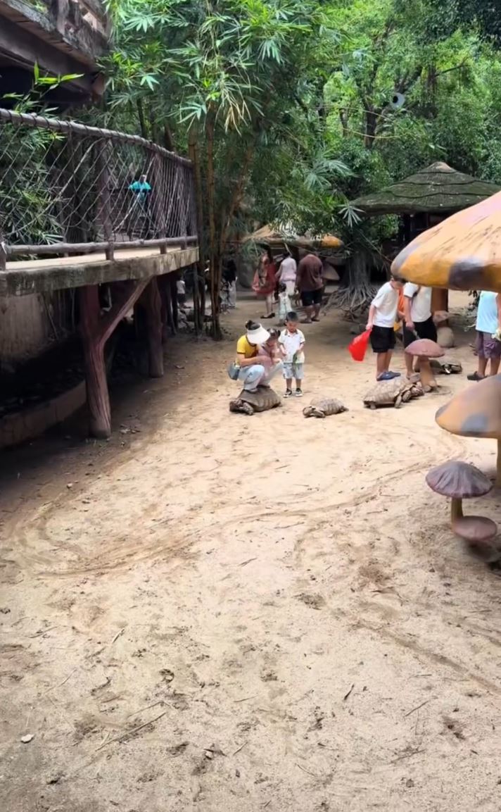 佛山缺德妇在景区抱着女儿踎在陆龟背，惹网民怒火。微博