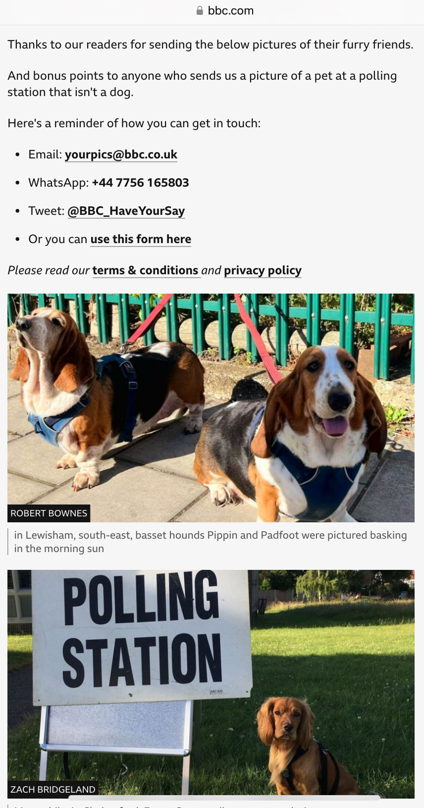 BBC即時報道提及票站外的狗狗。