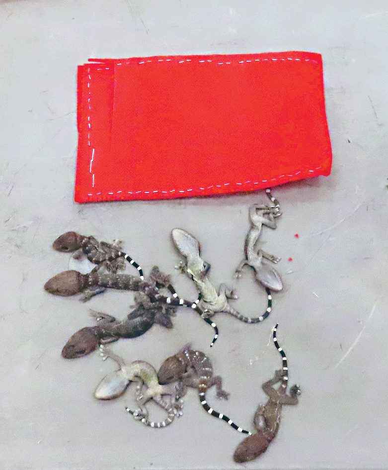 機場海關檢獲34隻懷疑受管制屬瀕危物種的活蜥蝪。