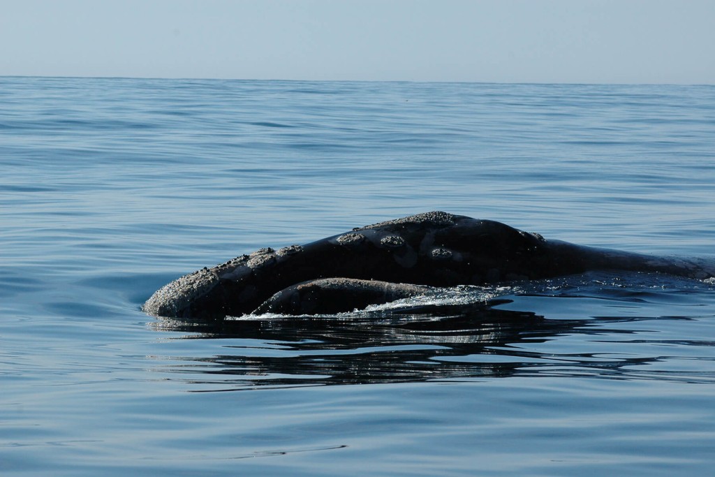 北太平洋露脊鯨全球不足40條。（路透社資料圖片）