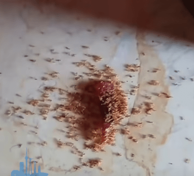 海南童掉落肉乾碎,螞蟻群啃食後暴斃。 海南童掉落肉乾碎,螞蟻群啃食後暴斃。