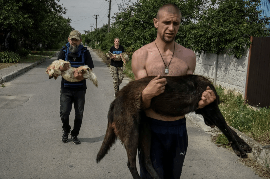 圖為烏克蘭義工在救援被洪水所困的動物。路透社