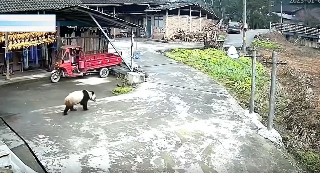 一只大熊猫出现在农舍附近。