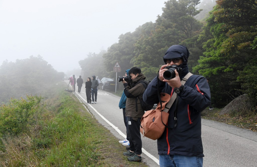 市民於飛鵝山觀賞。