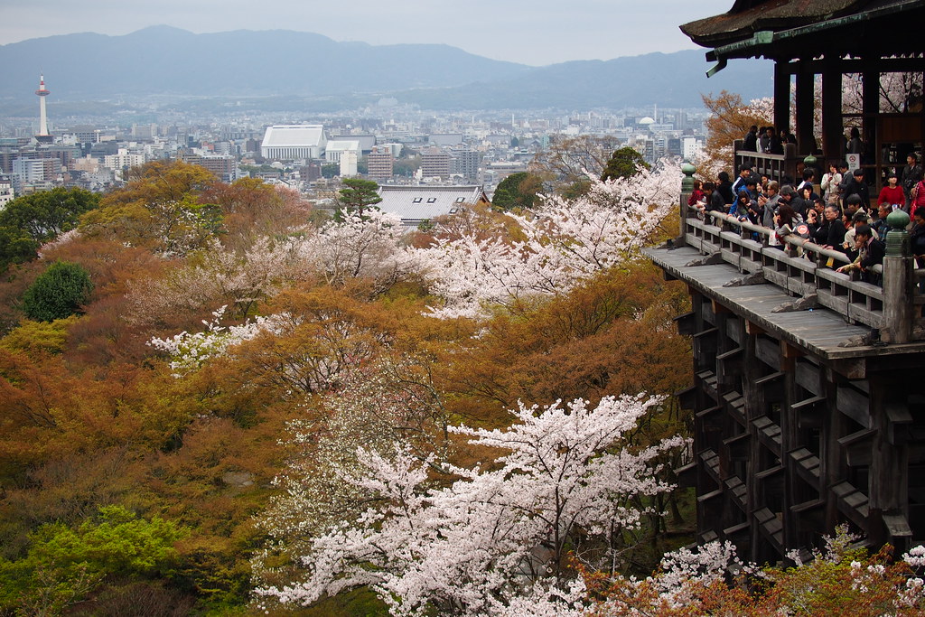 京都清水寺櫻花。網上圖片