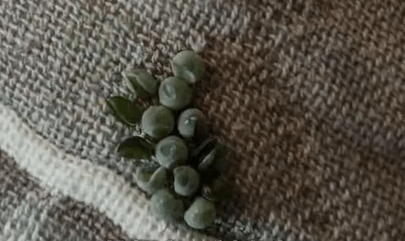 深圳男枕頭發現荔蝽蟲卵。 微博 深圳男枕頭發現荔蝽蟲卵。 微博