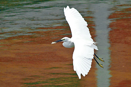 ■有過百隻鷺鳥在沙田文化博物館一帶樹林作夜間棲息地。