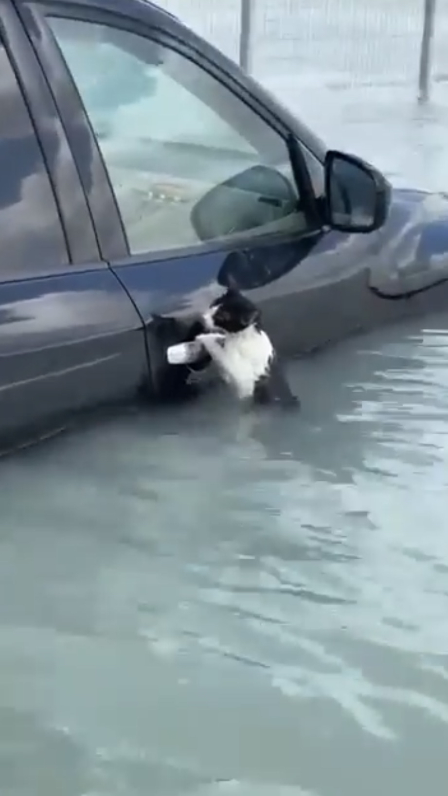 小猫在水中央，拚命抓住一架车的车门手把。