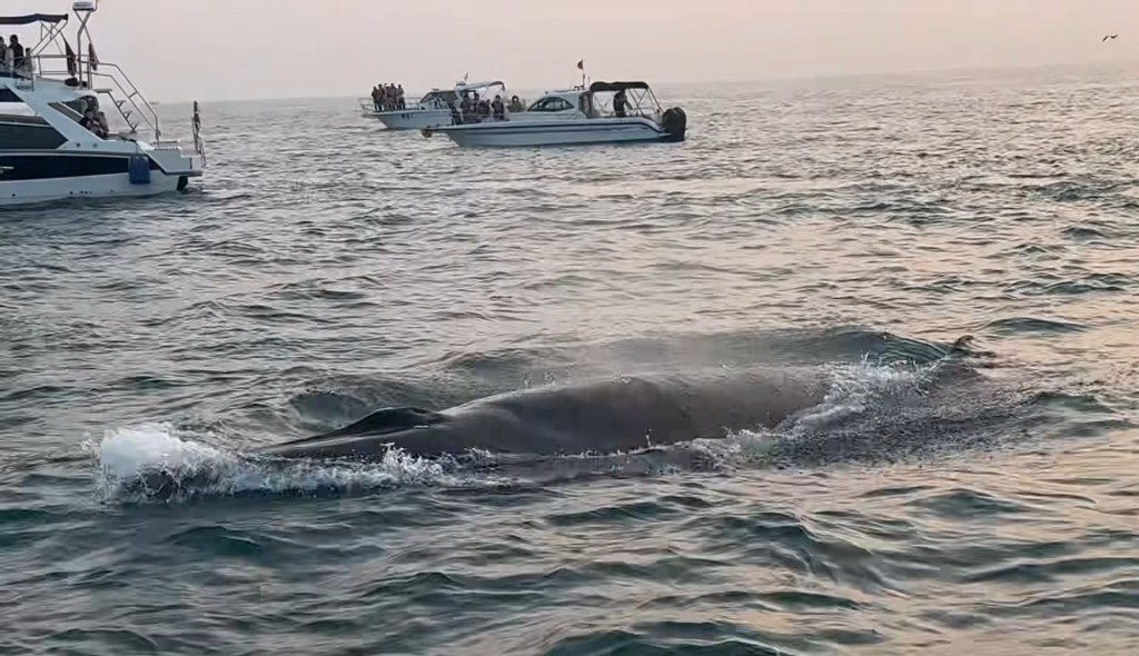 广西涠洲岛游客极近距离观鲸，导致鲸鱼周身伤痕。小红书＠Venus