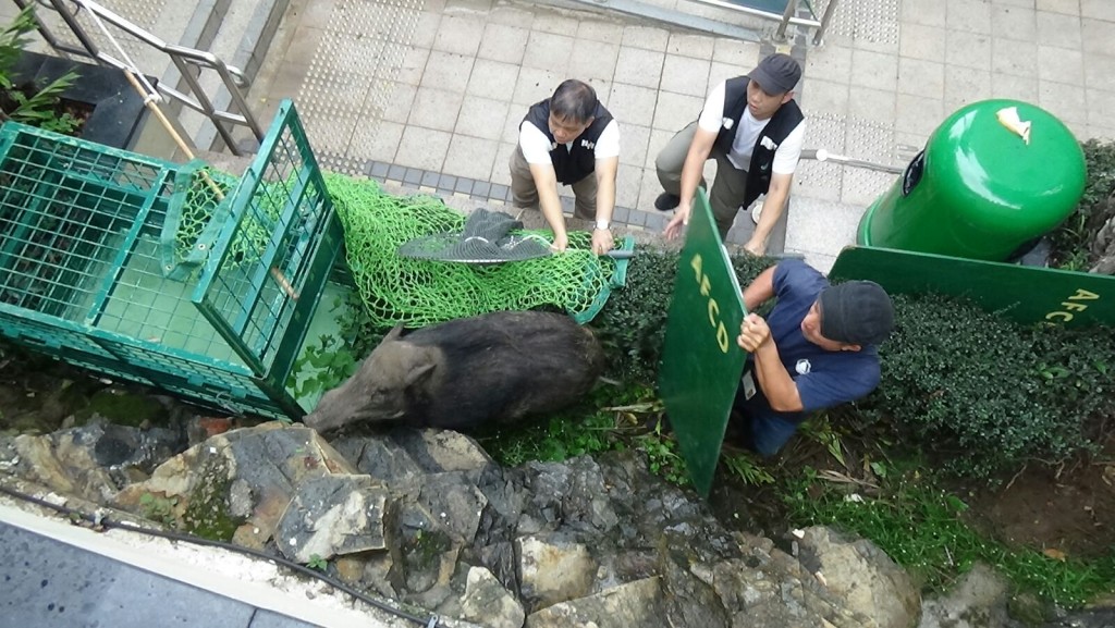 漁護署人員圖趕野豬入鐵籠。 蔡楚輝攝