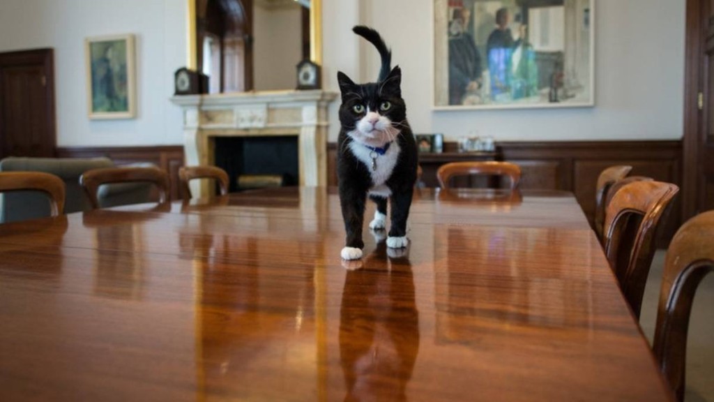 英國外交部前「捕鼠大臣」帕默斯頓逝世，享年12歲。Ｘ@DiploMog