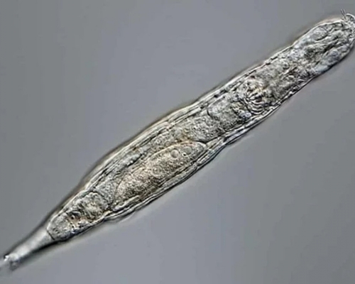 研究人員在西伯利亞永凍土發現一種逾兩萬年前的蠕蟲狀生物，竟然在沒有性行為的情況下繁衍了數百萬年。網圖