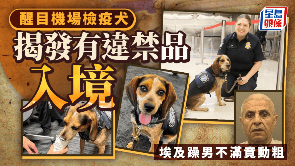不滿攜違禁品入境被嗅出 埃及躁男一腳踼飛美檢疫犬