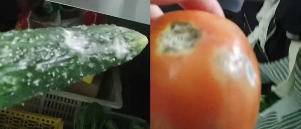 “蔓味轻食”长出了“白毛”的黄瓜和发霉的西红柿。 红星新闻 “蔓味轻食”长出了“白毛”的黄瓜和发霉的西红柿。 红星新闻