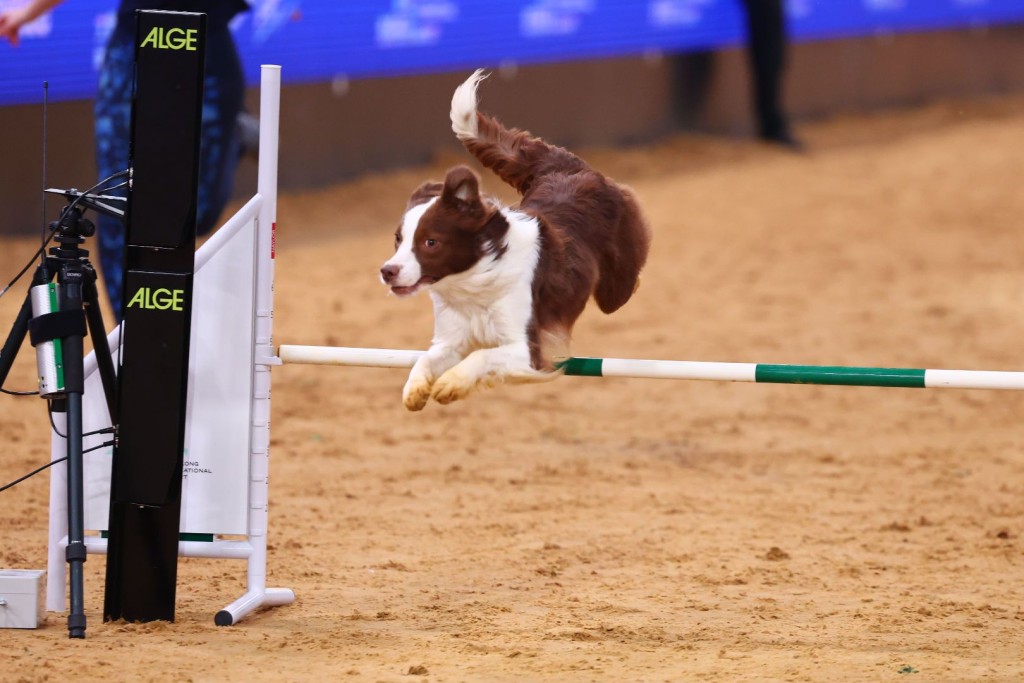狗狗障礙挑戰賽，全場觀眾為來自英國的皇家犬跑手歡呼。