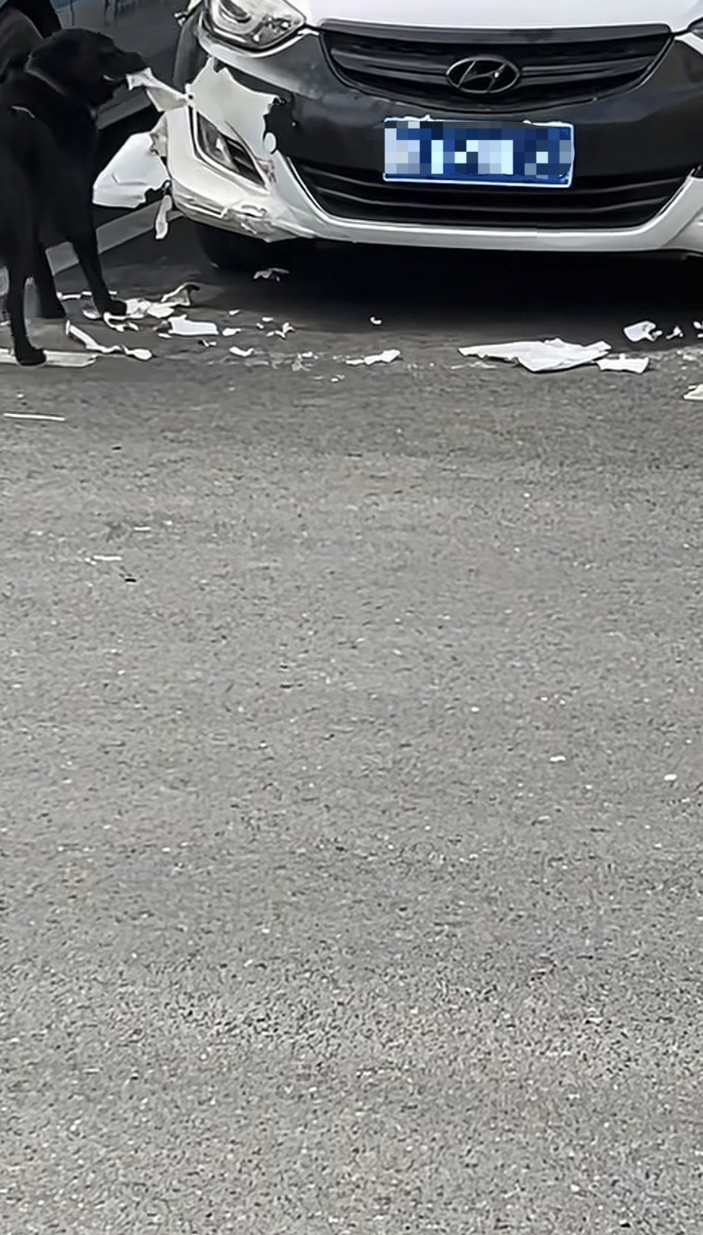 湖南私家車遭狗啃咬維修需千元。抖音@月月月來月乖