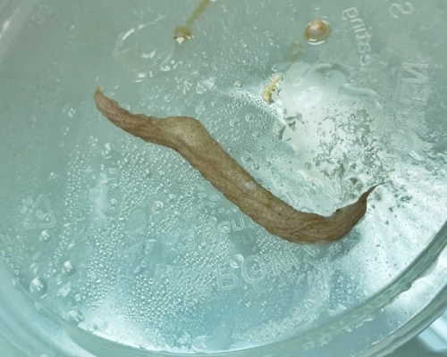 近日有網民在食米線時，驚見一條疑似蟲子的蹤影，看清後才發現那應該是毛巾碎或吸血水的紙張。「中伏飲食報料區」Facebook圖片