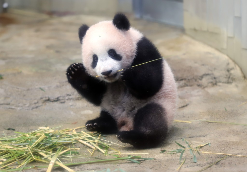 於上野動物園出生的熊貓寶寶「香香」。（新華社）