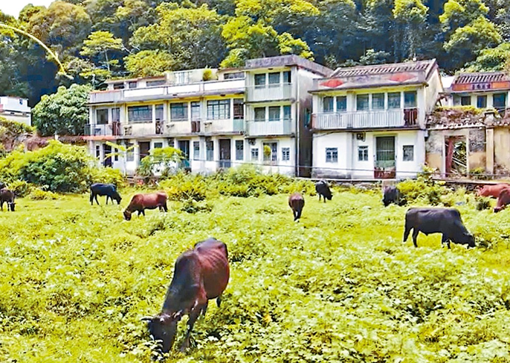 鄉郊保育辦公室密鑼緊鼓地改造另一客家村落——谷埔。