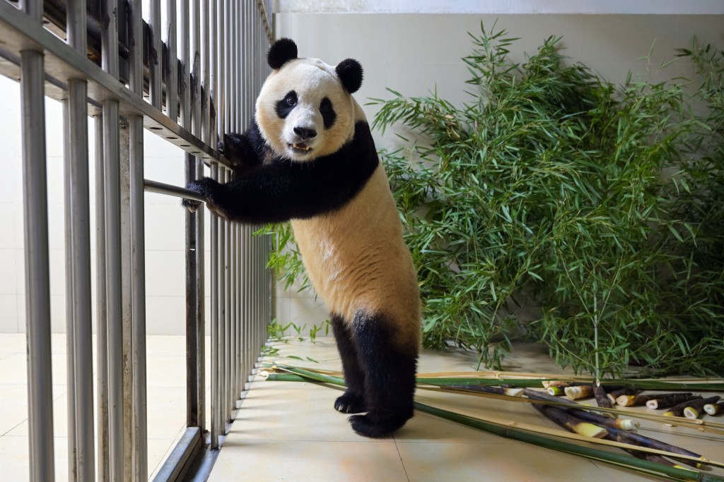 大熊貓「福寶」由韓國回國，適應進度良好。(新華社)
