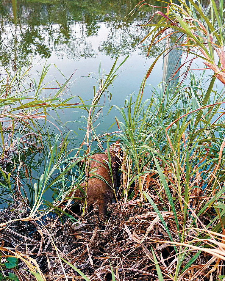 義工於年初三在落馬洲料壆路附近池塘邊打撈一具疑中毒後墮河身亡的狗隻屍體。