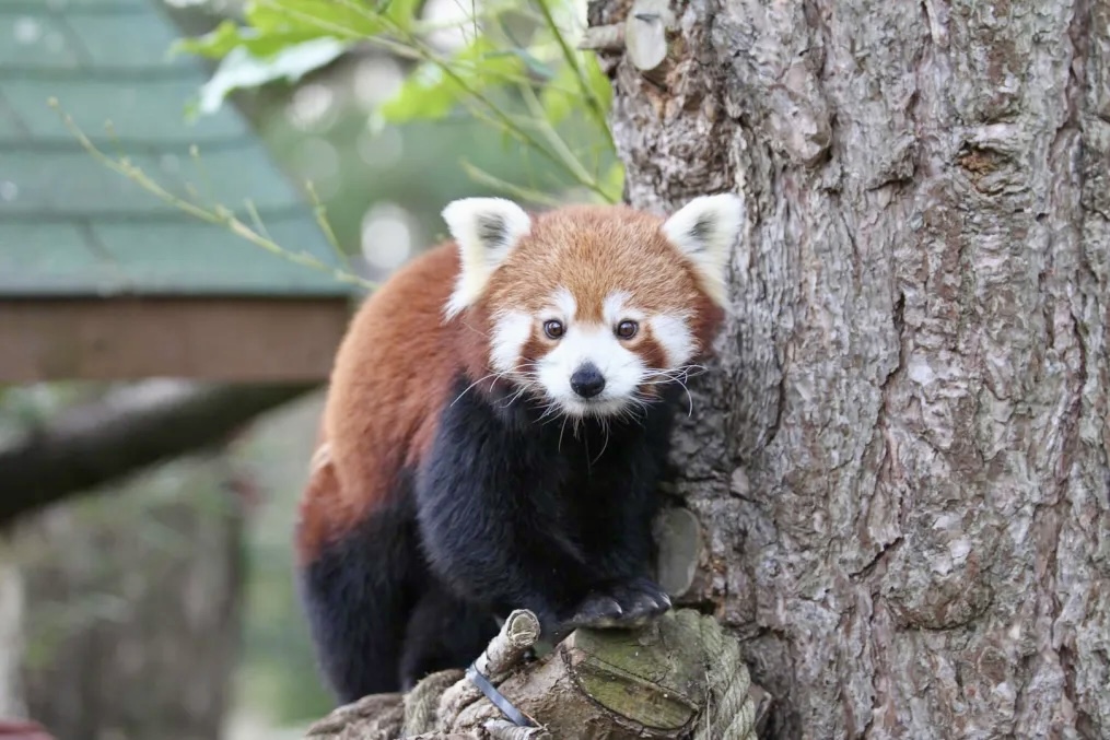 Roxie的母亲Ginger 10月底才刚去世。 Edinburgh Zoo