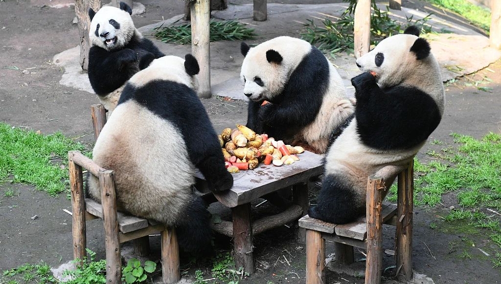 ４隻大熊貓，這是「圍爐煮茶」，還是「開枱」。