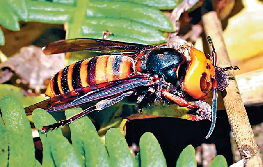 ■專家疑事主遭「虎頭蜂」螫傷。