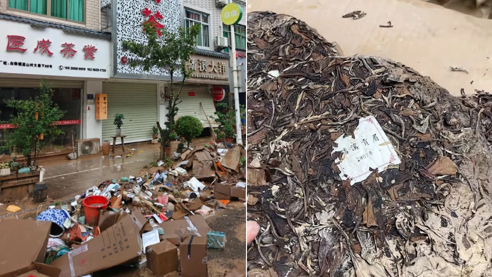 「中國白茶第一鎮」遭暴雨重創，福鼎點頭鎮損失近2億，茶商百萬庫存一夜泡湯。