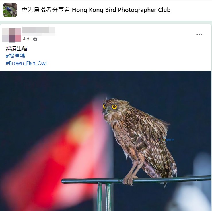 網民：繼續出貓。fb「香港鳥攝者分享會」截圖