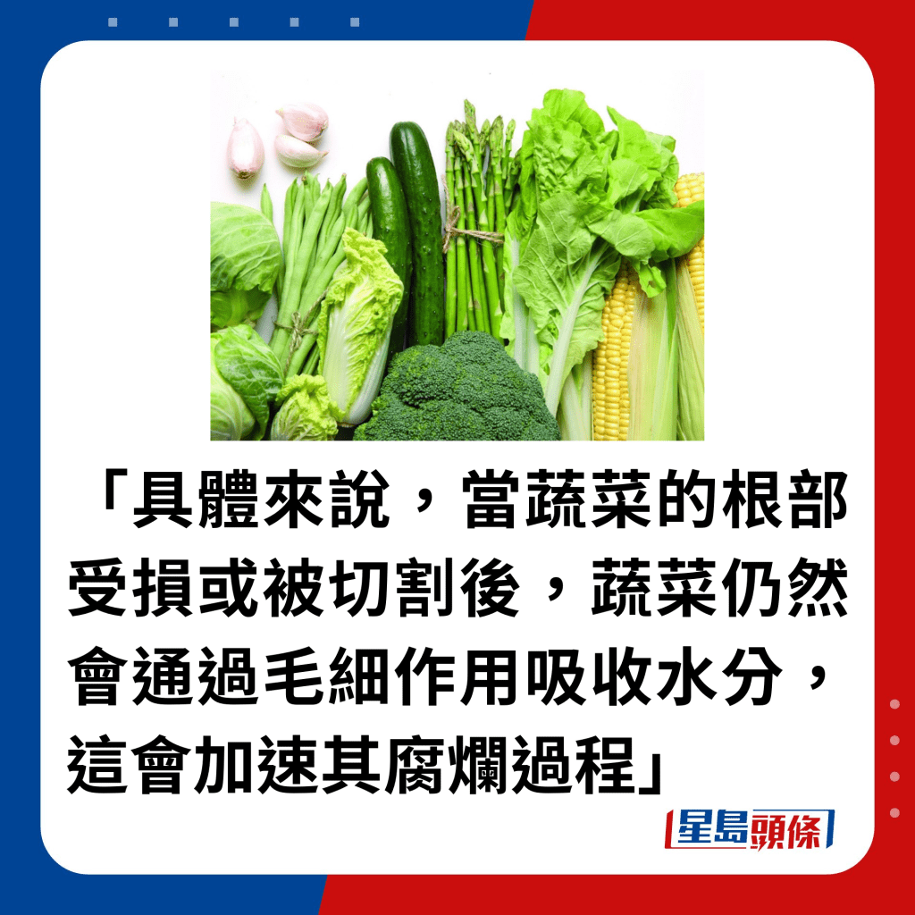 「具体来说，当蔬菜的根部受损或被切割后，蔬菜仍然会通过毛细作用吸收水分，这会加速其腐烂过程」