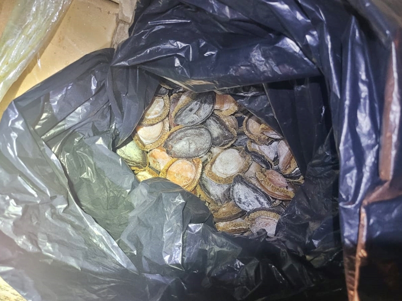 急凍鮑魚。