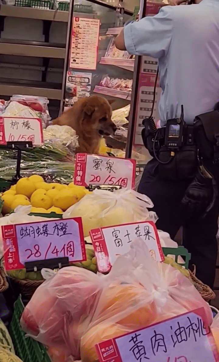 狗狗偷食店舖雪櫃內生肉。大埔Tai Po FB