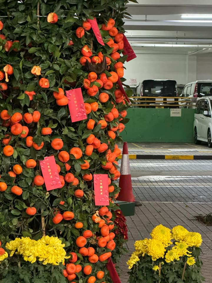 荃灣麗城花園農曆新年四蝠臨門，有街坊拍攝到「福到大吉」一幕。fb「麗城花園之友」圖片
