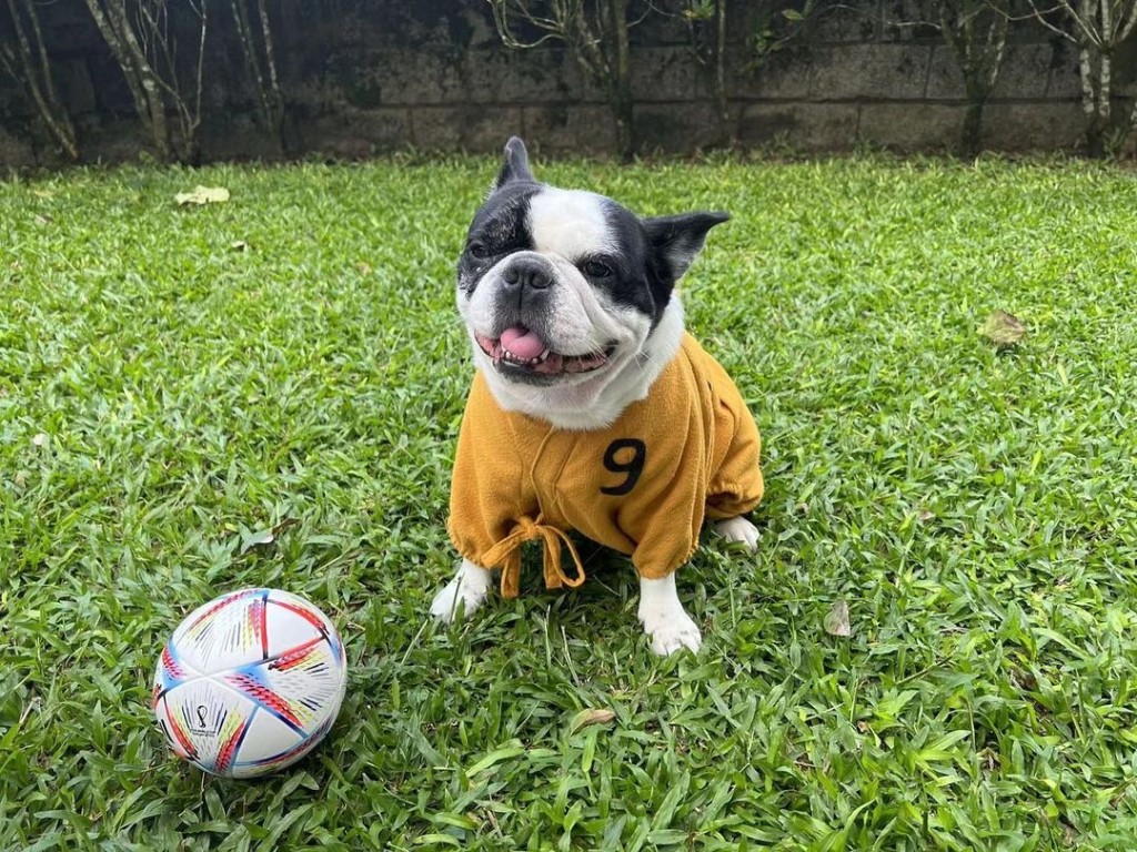 周星馳早前分享愛犬呢張相，不少人想起《少林足球》。