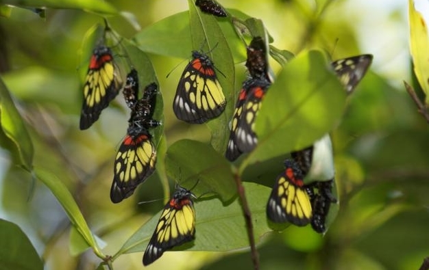 近期少地方均出現大量報喜斑粉蝶。綠色力量提供