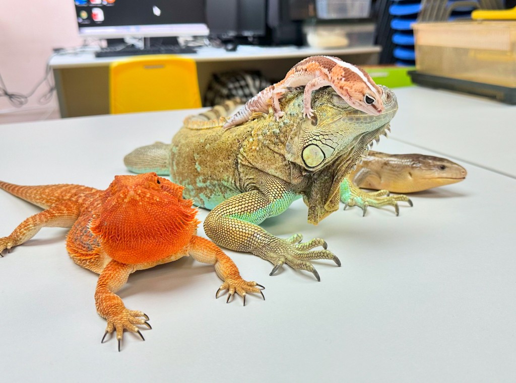 本屆同樂日於1月24及25日提供多元親子活動，包括花式跳繩表演、兩棲及爬蟲體驗及繪本導讀、親子自由遊戲體驗活動、兒童故事劇場及音樂劇等，參加活動更有機會獲得豐富獎賞。（圖片來源：太古地產）