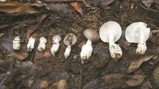 广东卫健委指食用有毒蘑菇，单在5月份造成15宗发病，5人死亡。