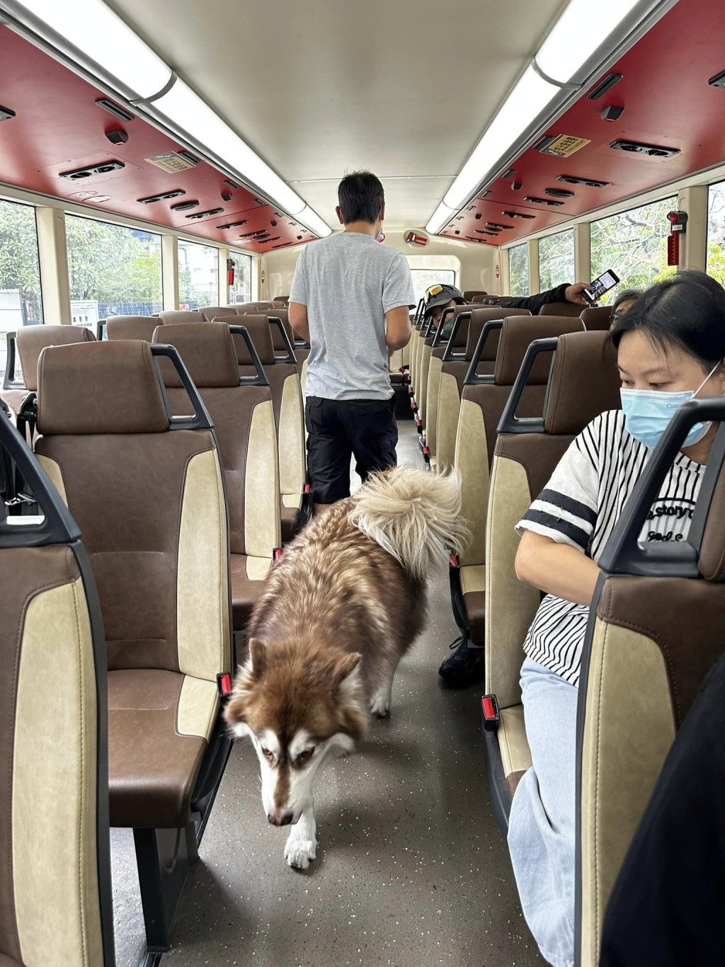 狗狗突然出现在巴士内，乘客一度目瞪口呆。fb：八乡好士多  