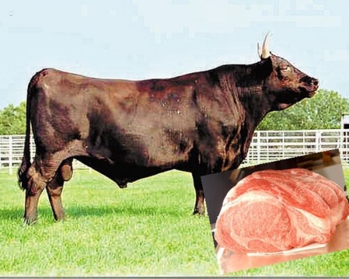 兩名男子涉嫌走私和牛受精卵和精子被起訴。網圖/資料圖片
