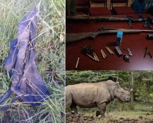 盜獵犀牛者屍體被獅群吃剩頭骨和褲子（右），當地警方逮捕其他三名盜獵者，並查獲兩支獵槍和彈藥（左）。