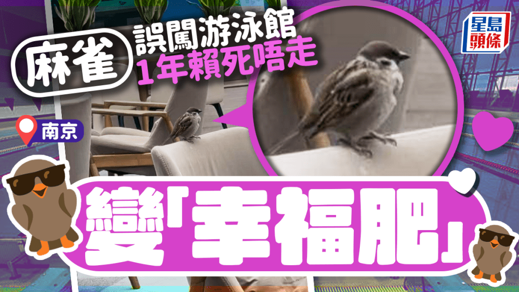 南京麻雀亂入游泳館  受困1年變「幸福肥」