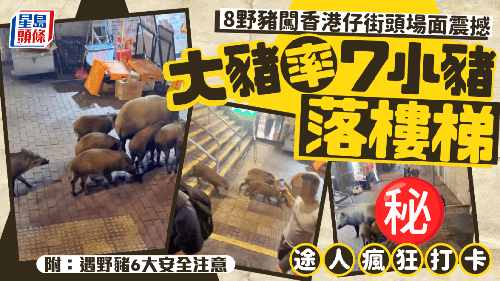 8野豬闖香港仔街頭場面震撼 大豬率7小豬落樓梯途人狂打卡（附：遇野豬6大安全注意）