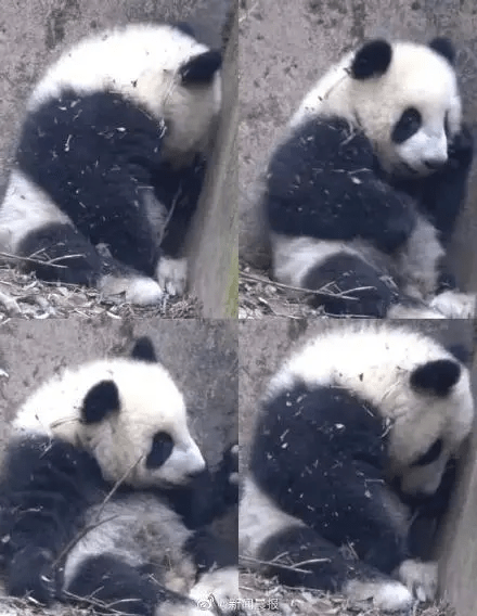 大熊貓福菀被遊客潑水後，委屈得躲在角落，相關的影像，引發無數內地網民憐惜。