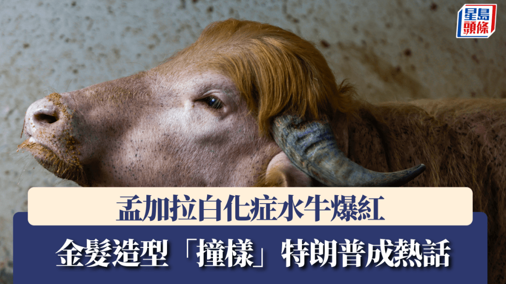 孟加拉白化症水牛爆紅 金髮造型「撞樣」特朗普成熱話。路透社