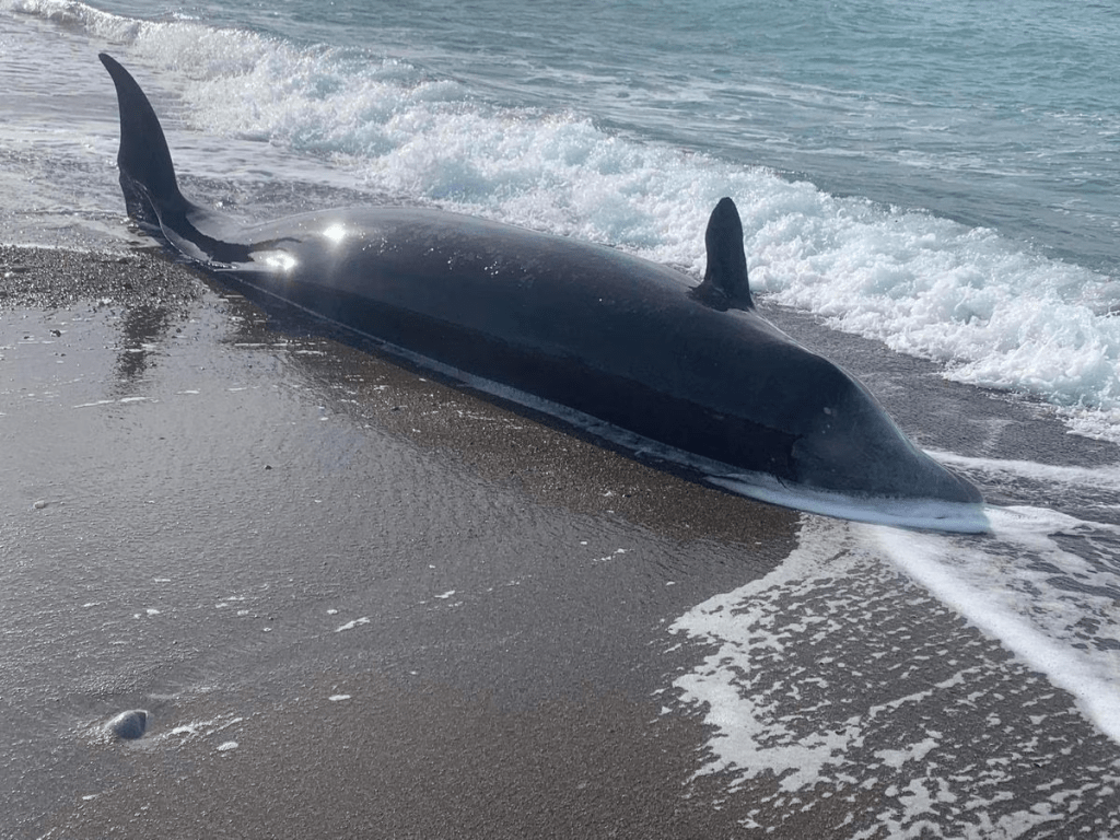 鲸鱼搁浅，疑与地震有关。