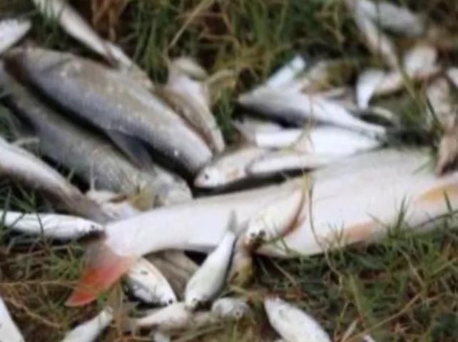 4人向將殺蟲劑倒入河中,導致22萬條魚死亡。網圖