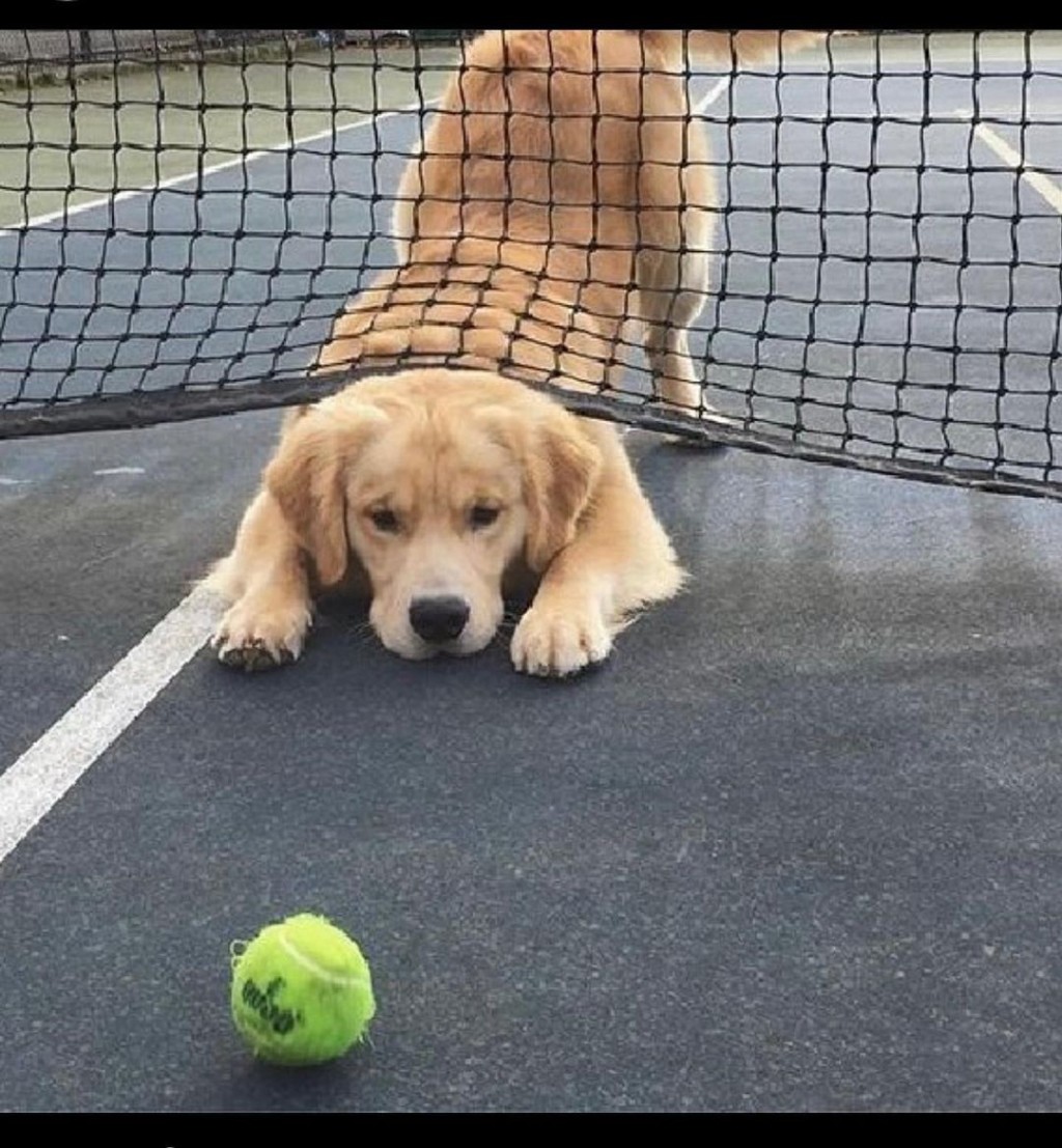 狗狗相當愛玩。（IG@CUTE DOGS）