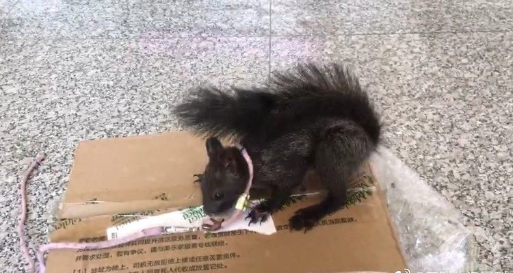 重慶警方培訓出全國第一批緝毒松鼠。微博圖
