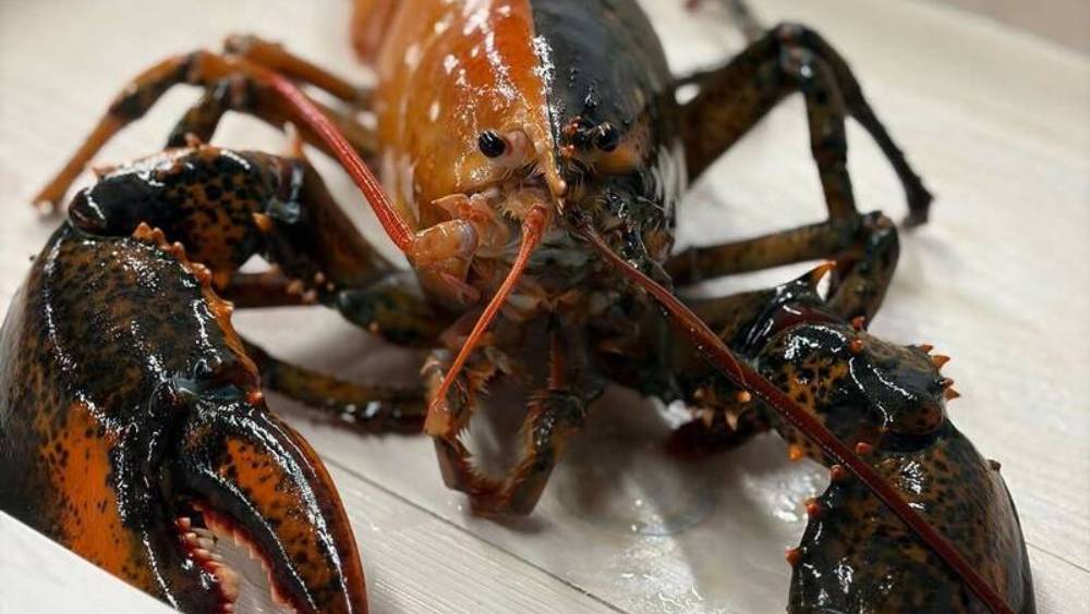 美漁船捕獲「陰陽」雙色龍蝦。wellfleetshell@IG